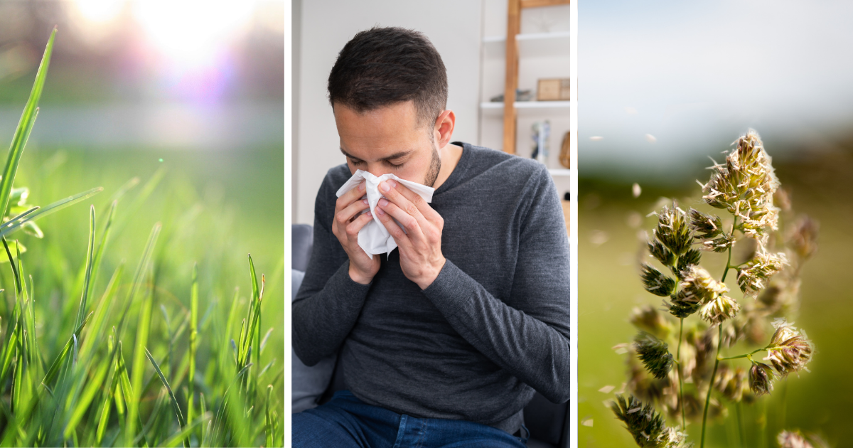 Grass, a man sneezing, and pollen